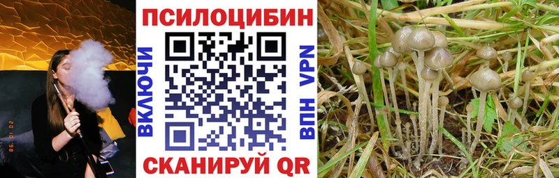 закладки  Ермолино  Псилоцибиновые грибы Magic Shrooms 